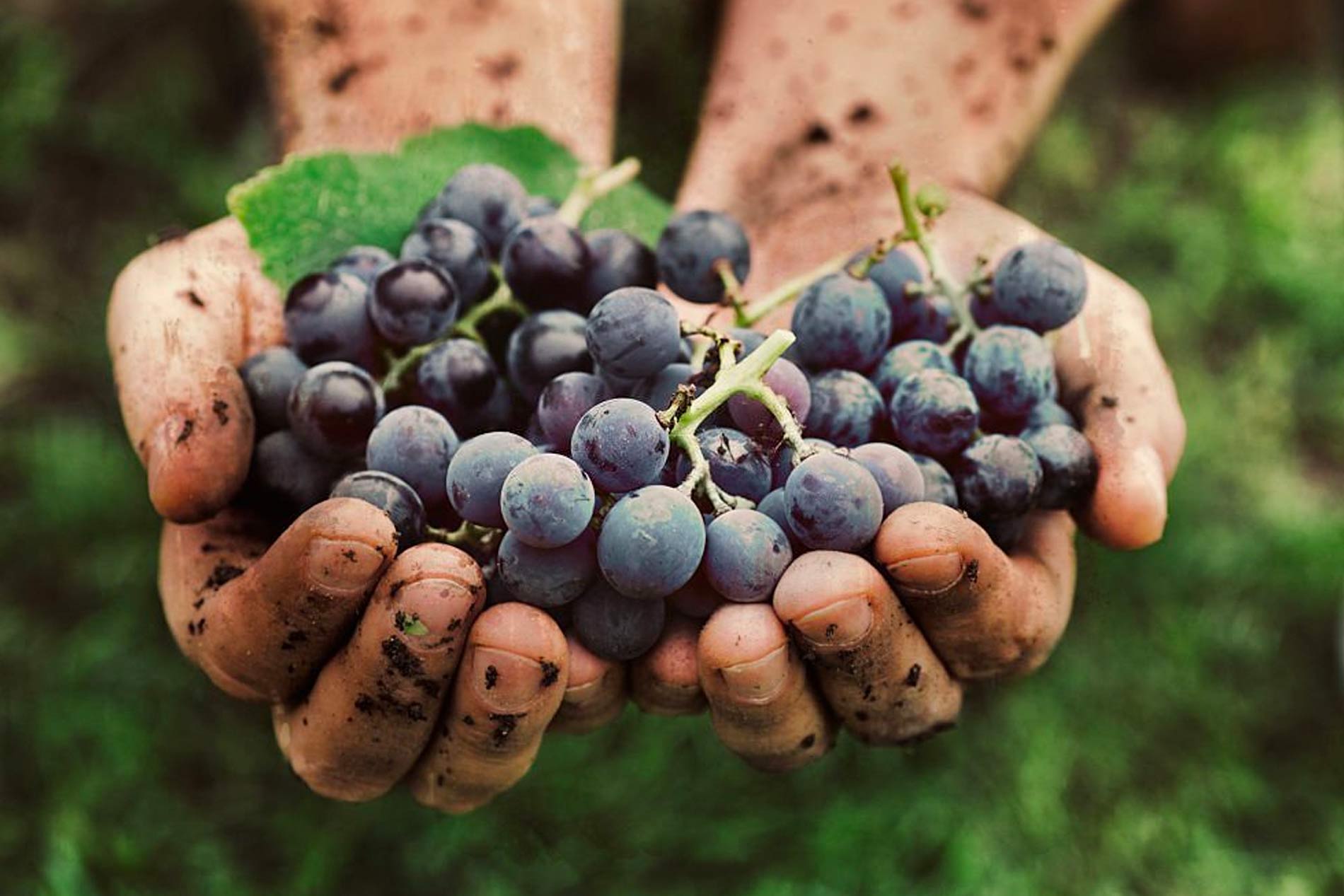 The Global Organic & Vegan Wine Masters 2024